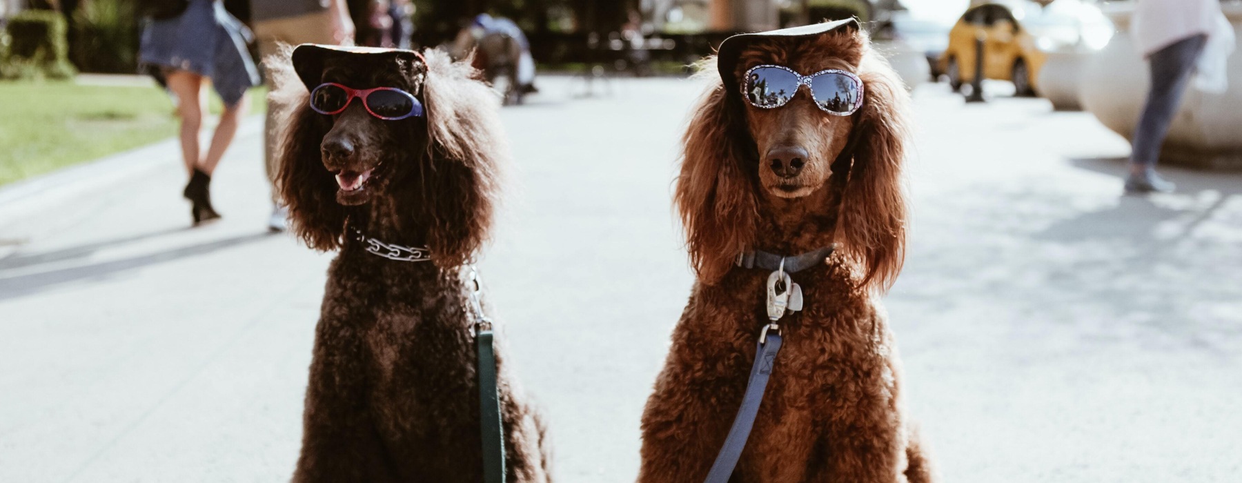 two large dogs in sunglasses