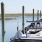 Boar slips at Murrell Inlet