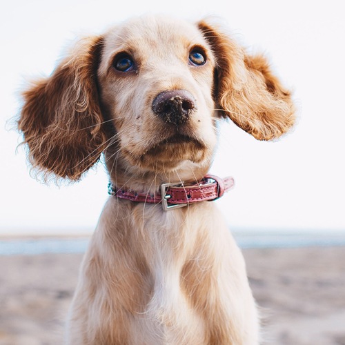 Cute puppy on the beach